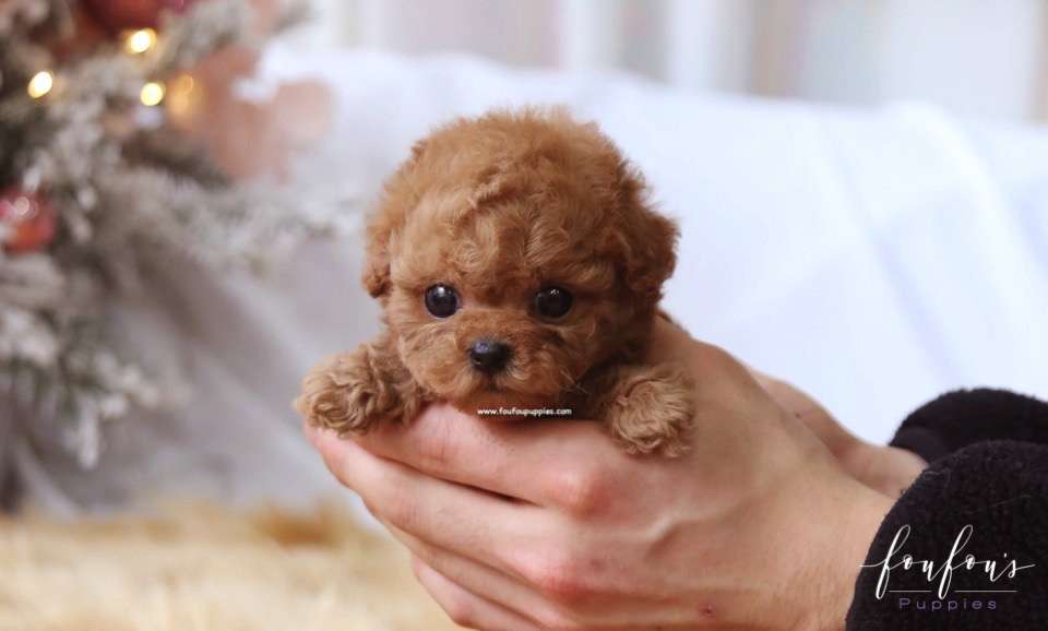 Rose - Poodle F.