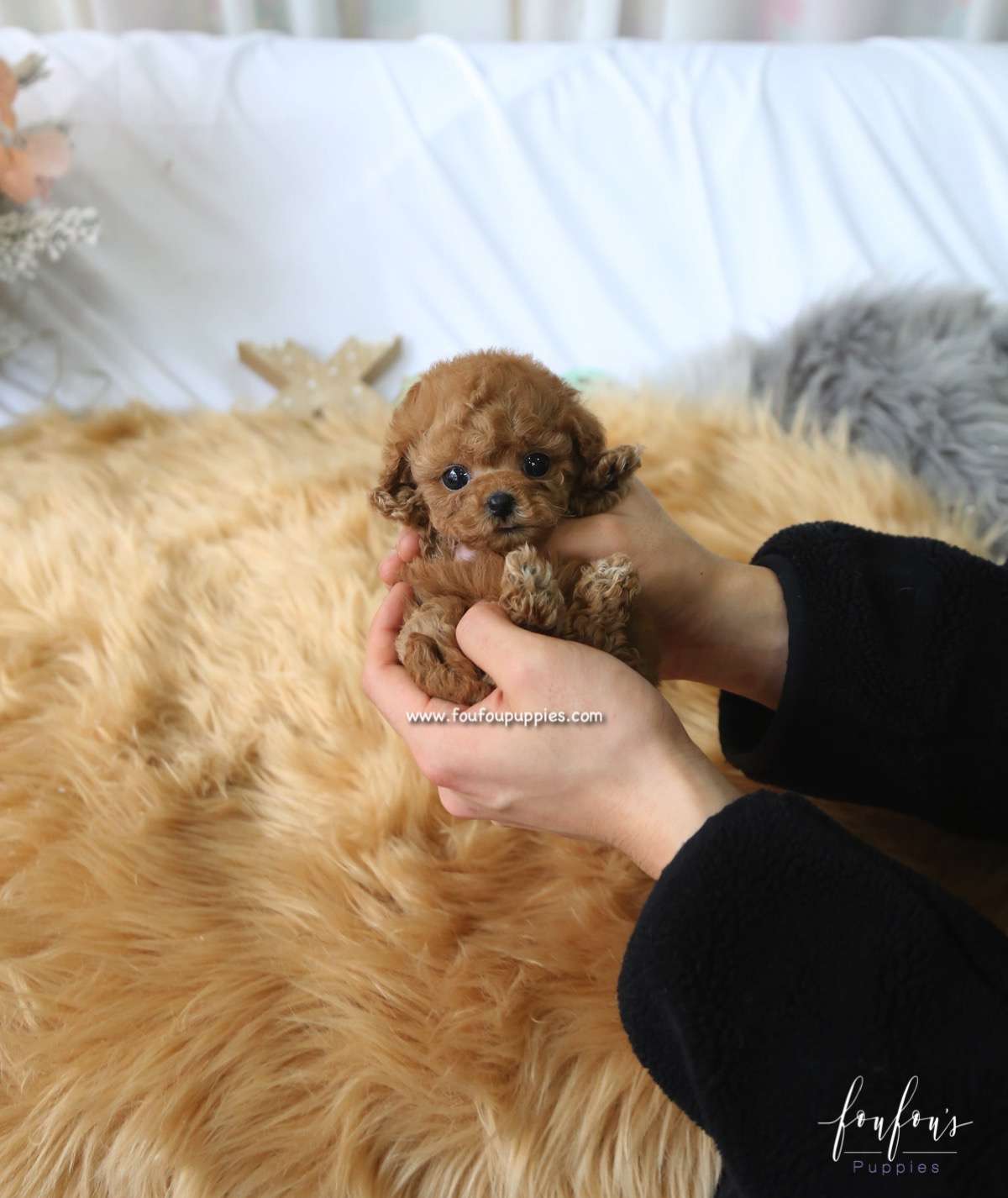 Rose - Poodle F.
