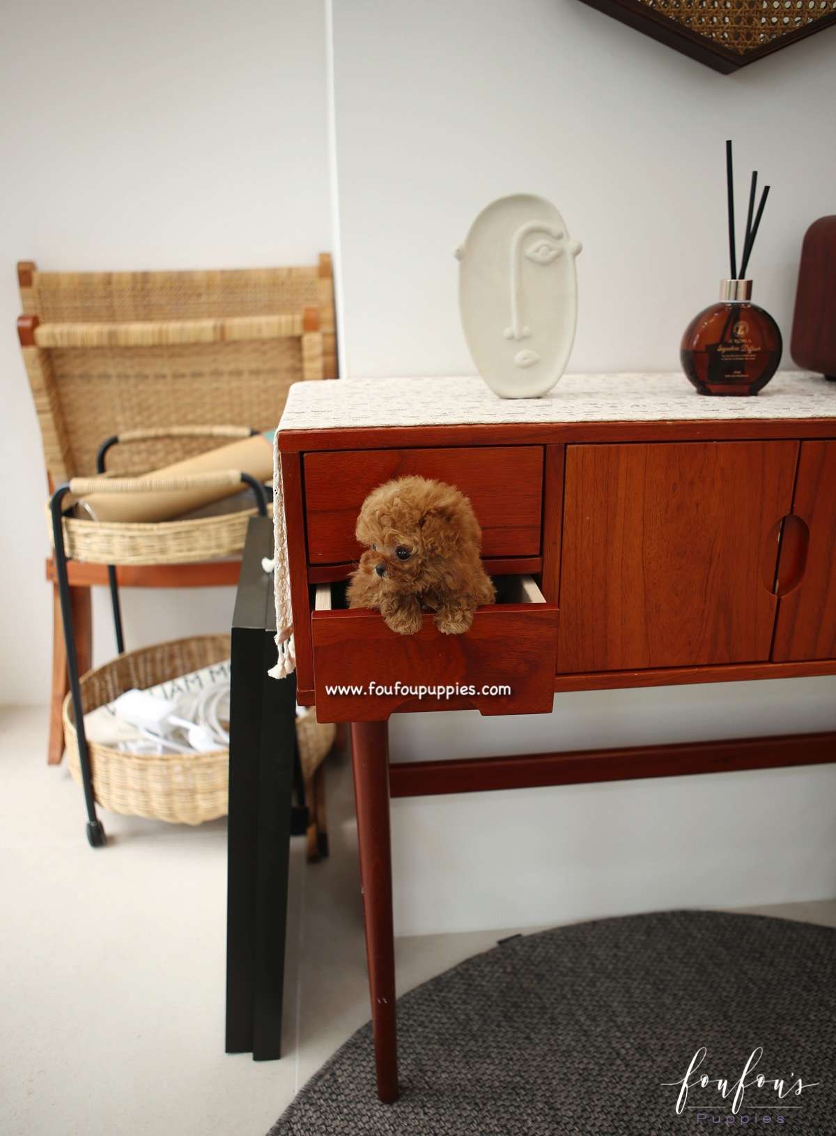 Jolie - Poodle F.