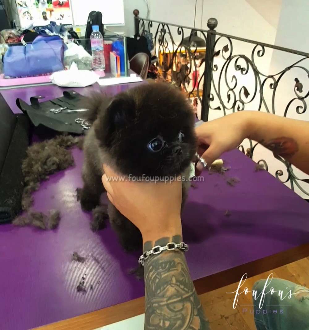 Kamalei - Pomeranian F.