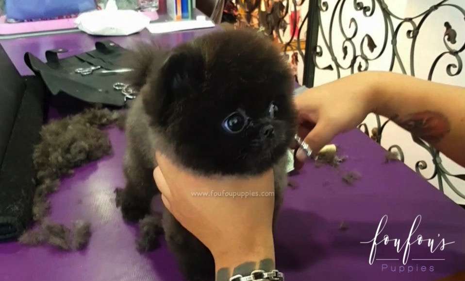 Kamalei - Pomeranian F.