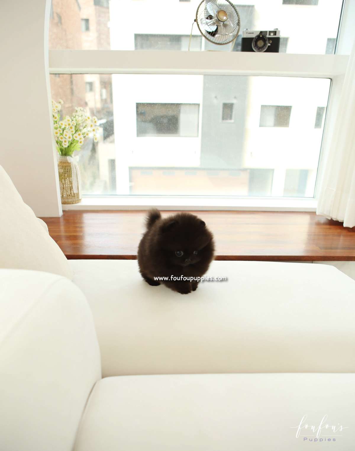 Ace - Pomeranian M.