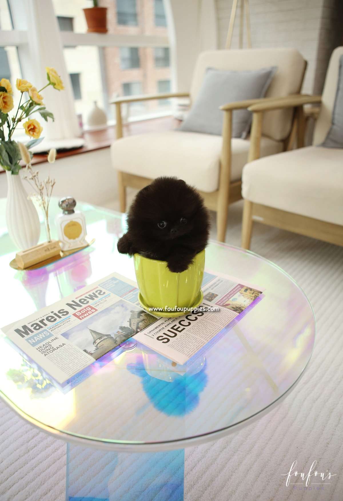Ace - Pomeranian M.