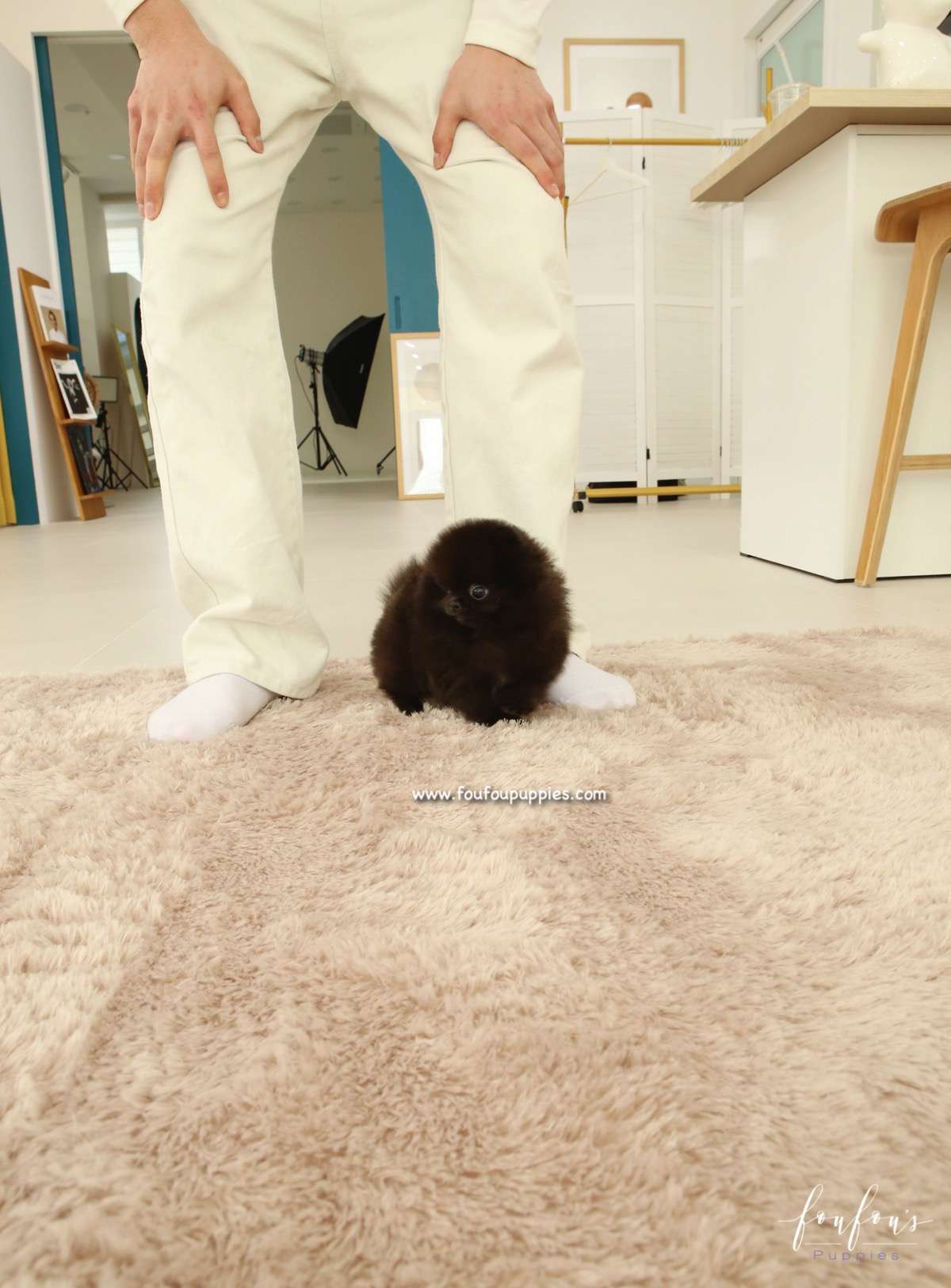 Ace - Pomeranian M.