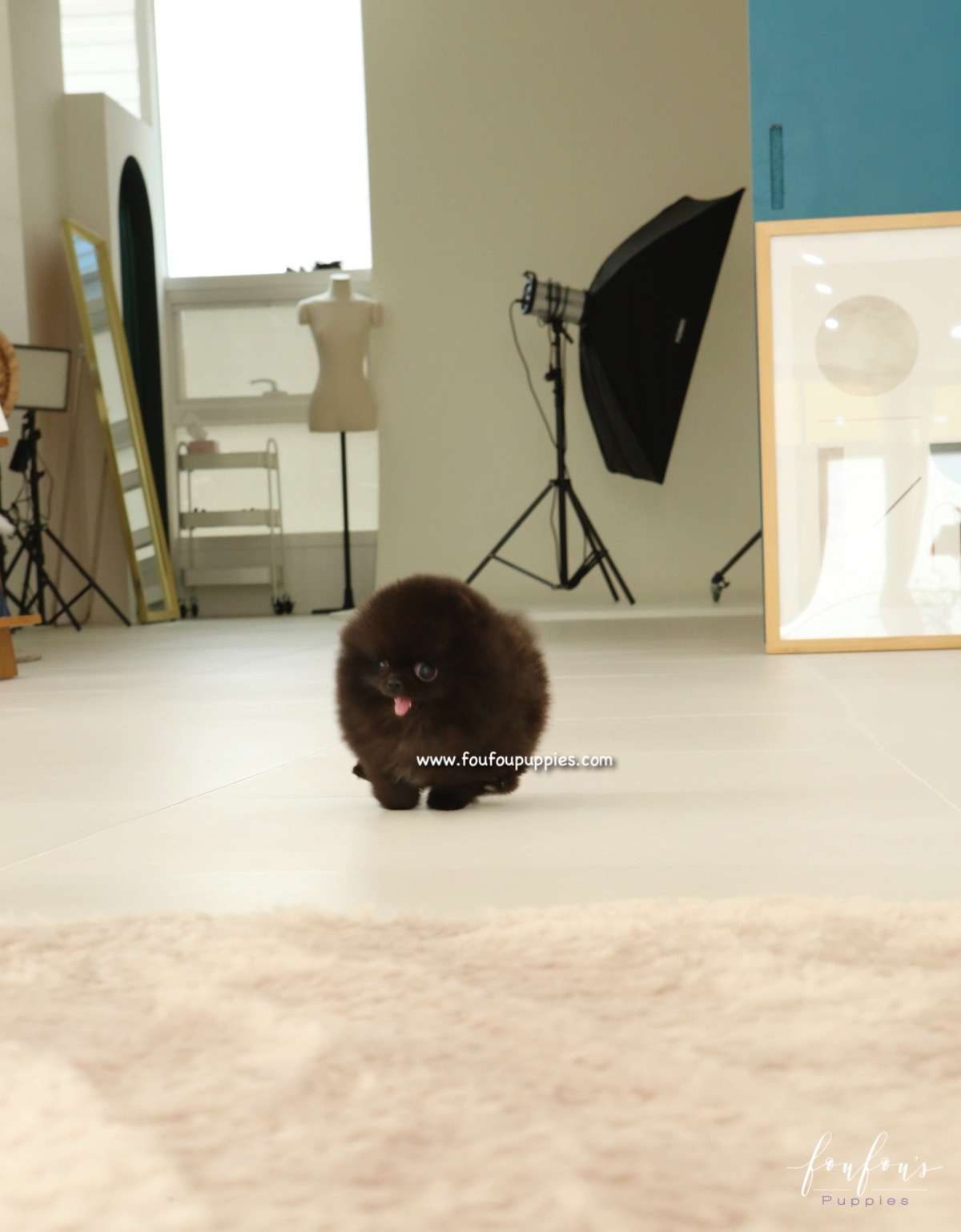 Ace - Pomeranian M.
