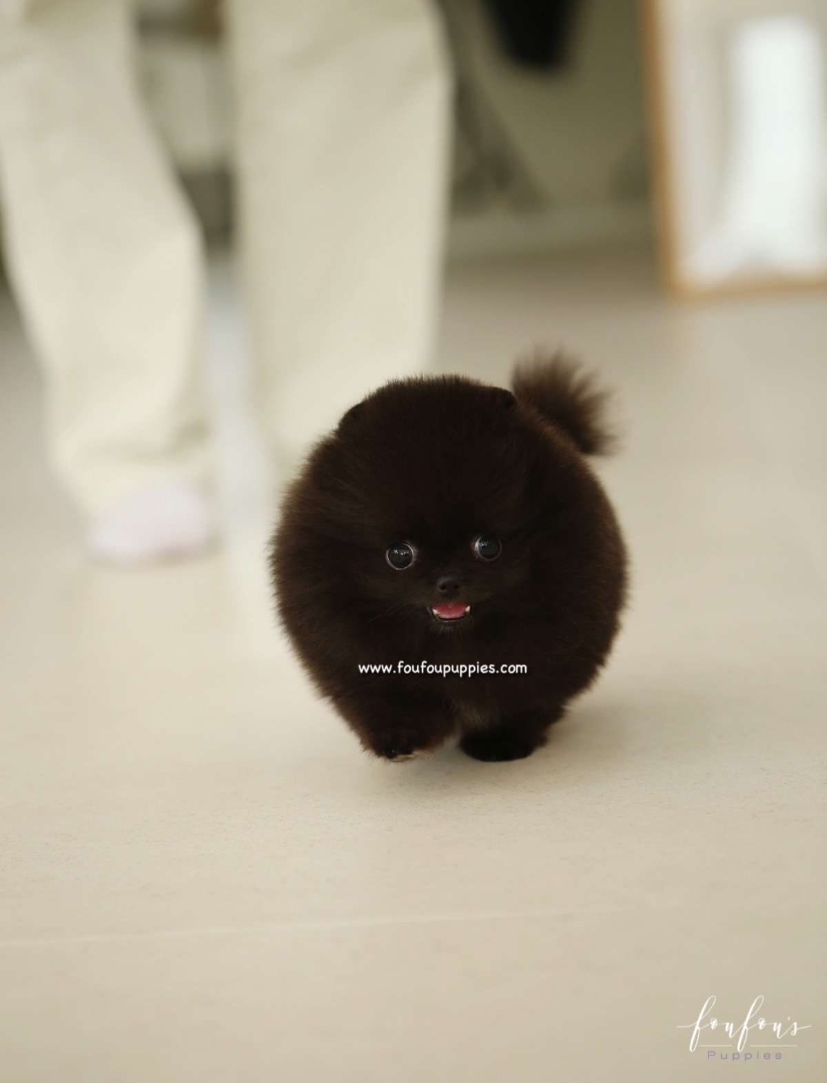 Ace - Pomeranian M.