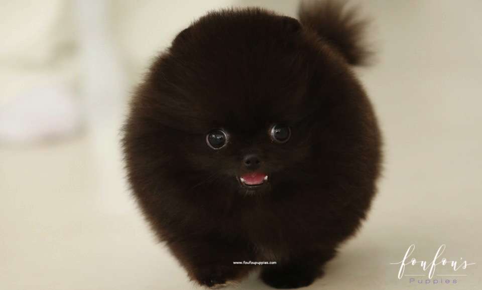 Ace - Pomeranian M.