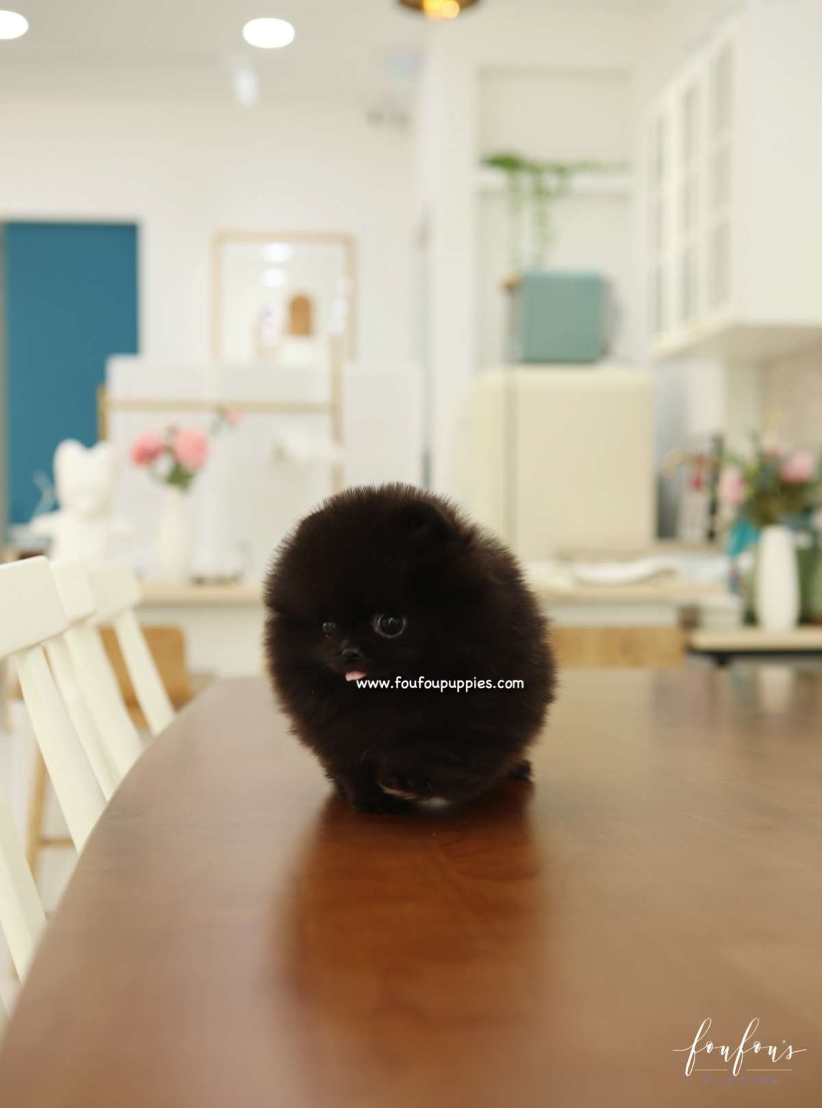 Ace - Pomeranian M.