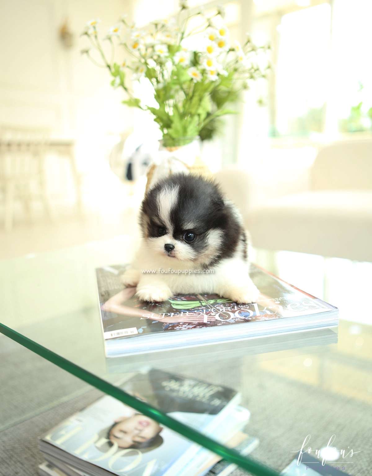 Panda - Pomeranian F.