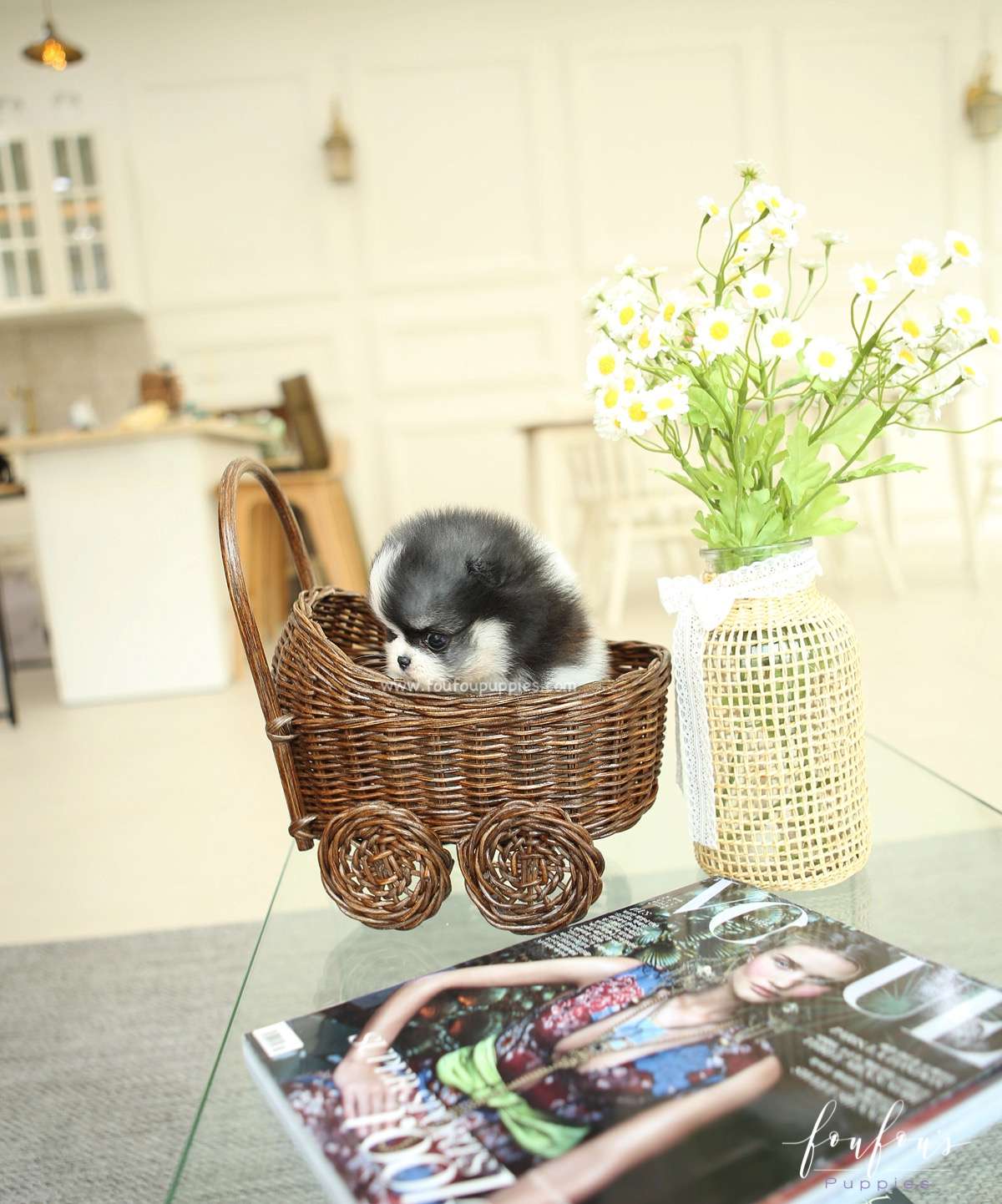 Panda - Pomeranian F.