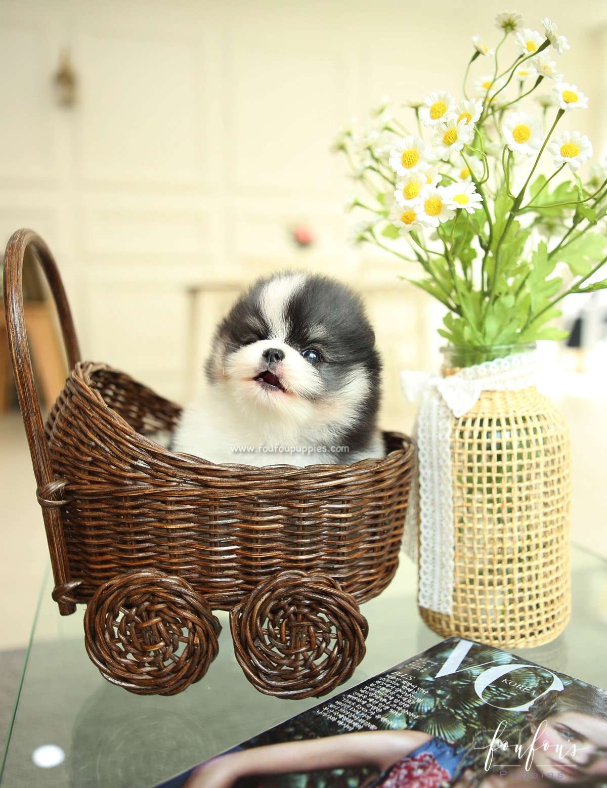 Panda - Pomeranian F.