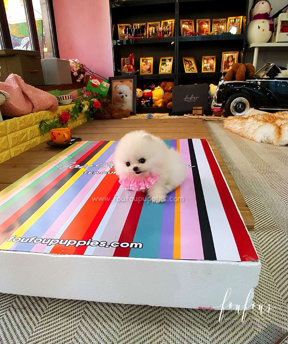 Nala - Pomeranian F.