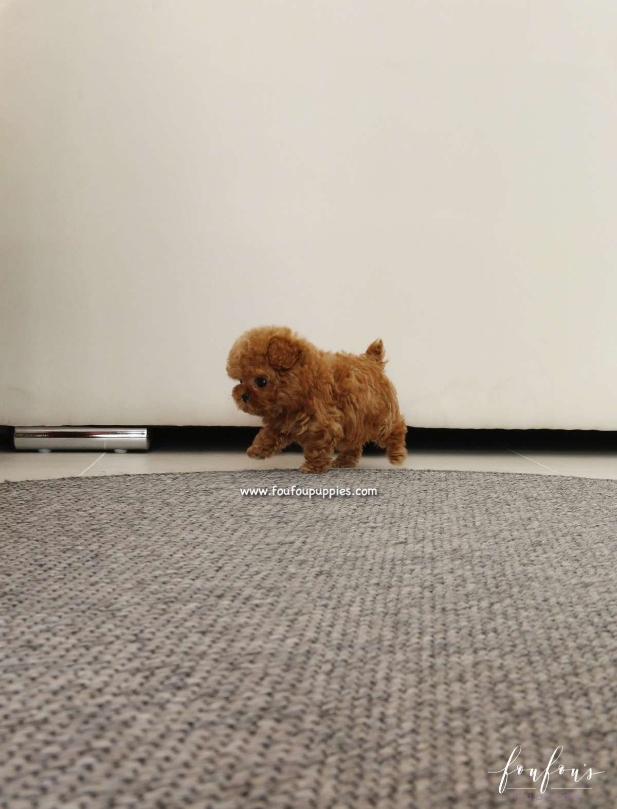 Jolie - Poodle F.
