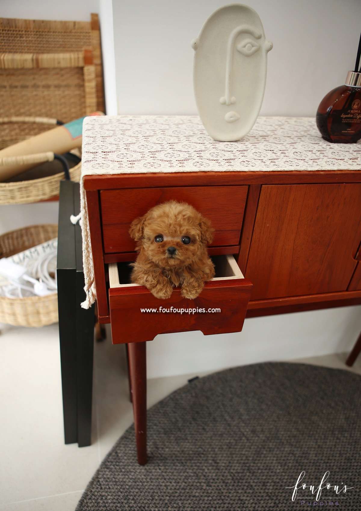 Jolie - Poodle F.