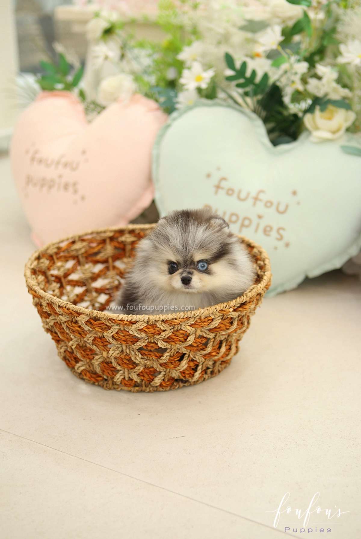 Amore - Pomeranian F.