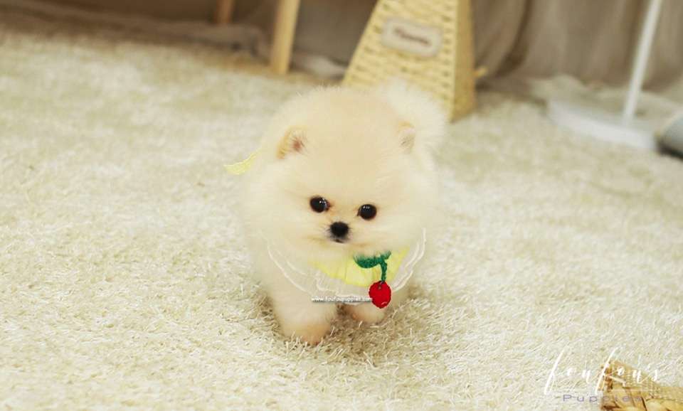 A cream-colored Pomeranian puppy with a yellow flower collar, standing on a carpeted floor.