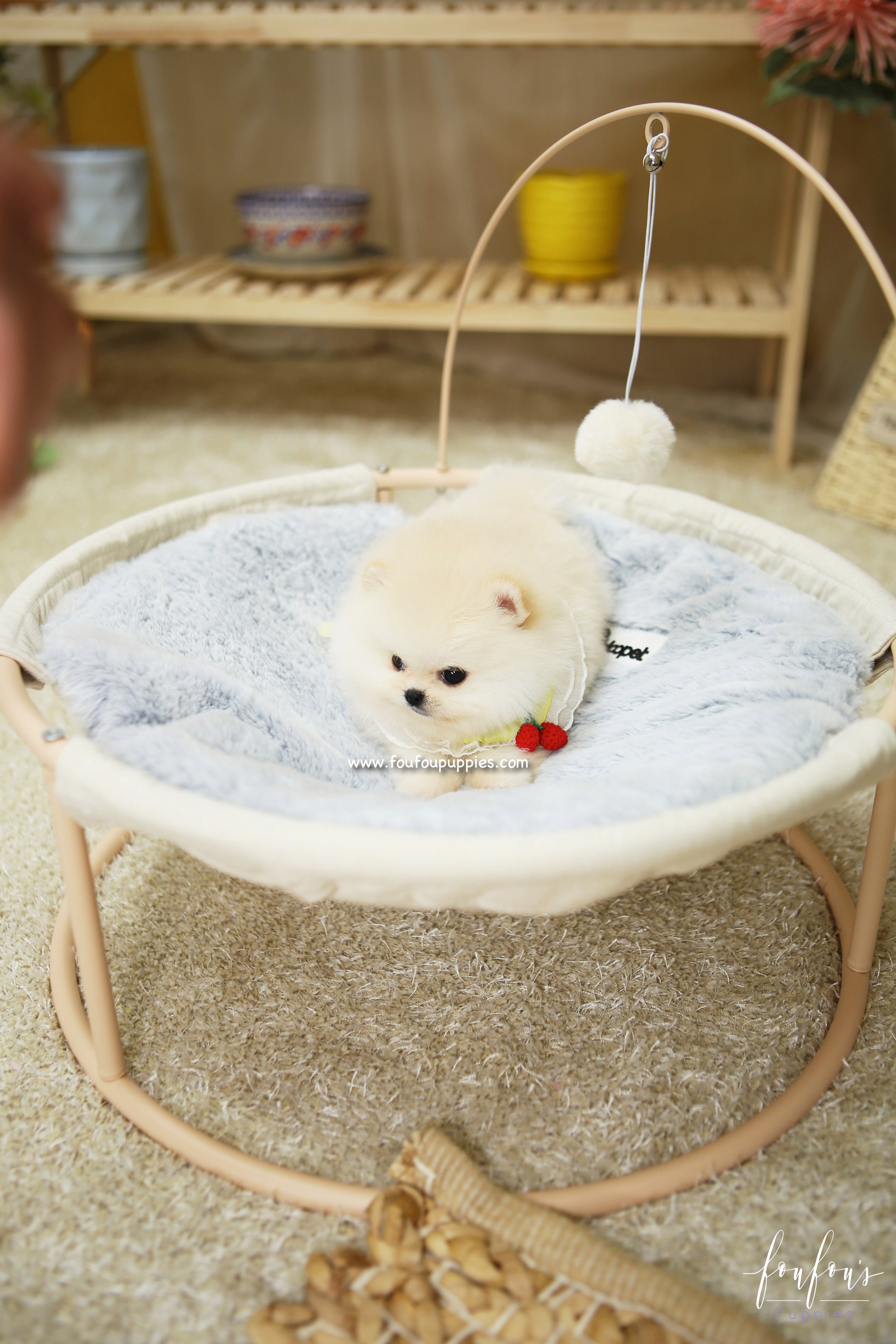 Amore - Pomeranian F.