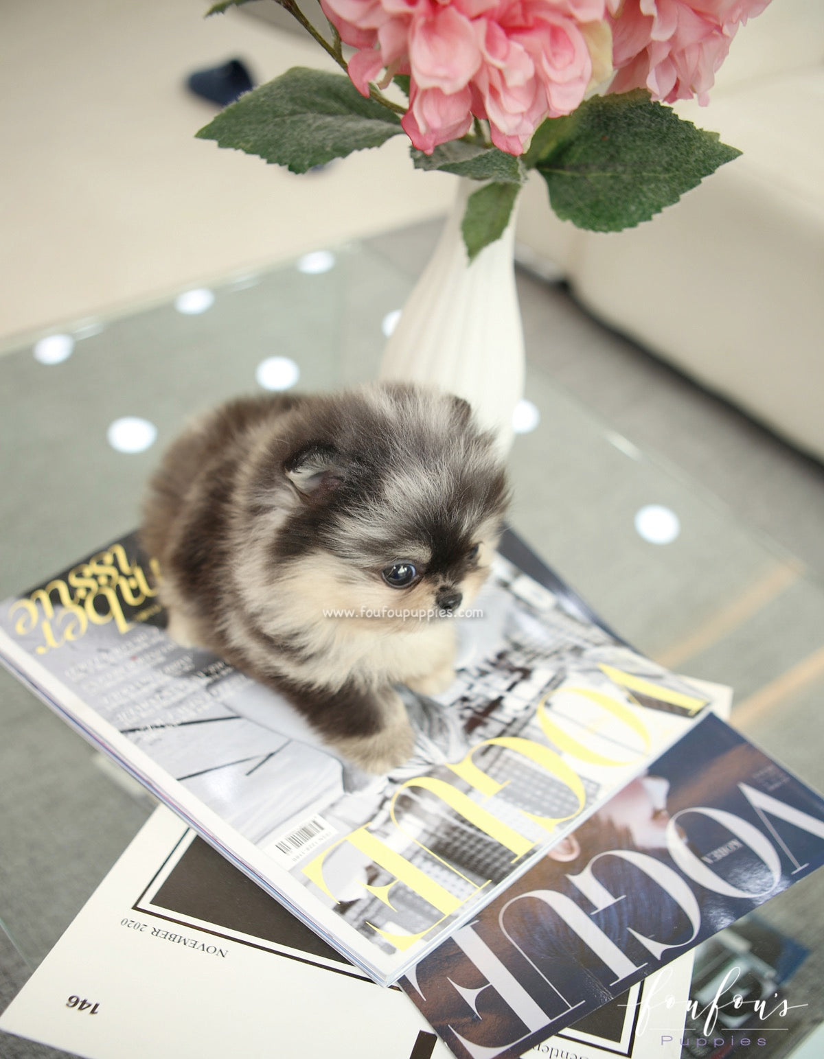 Angel - Pomeranian F.