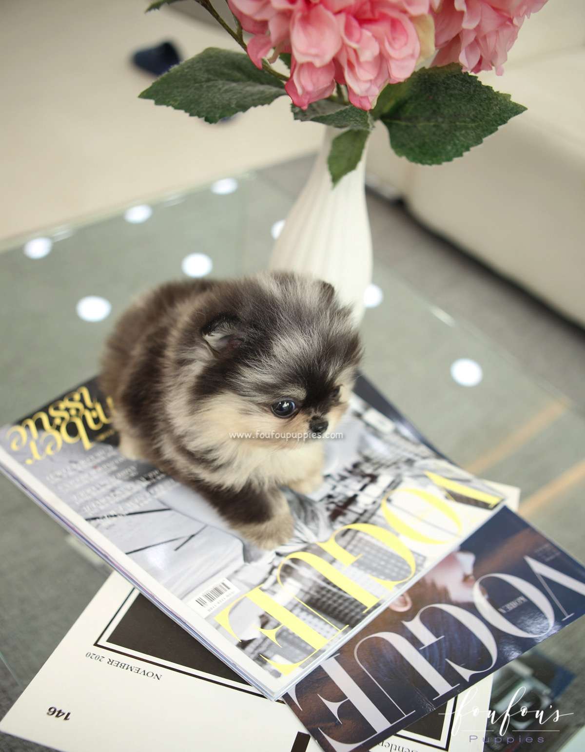 Angel - Pomeranian F.