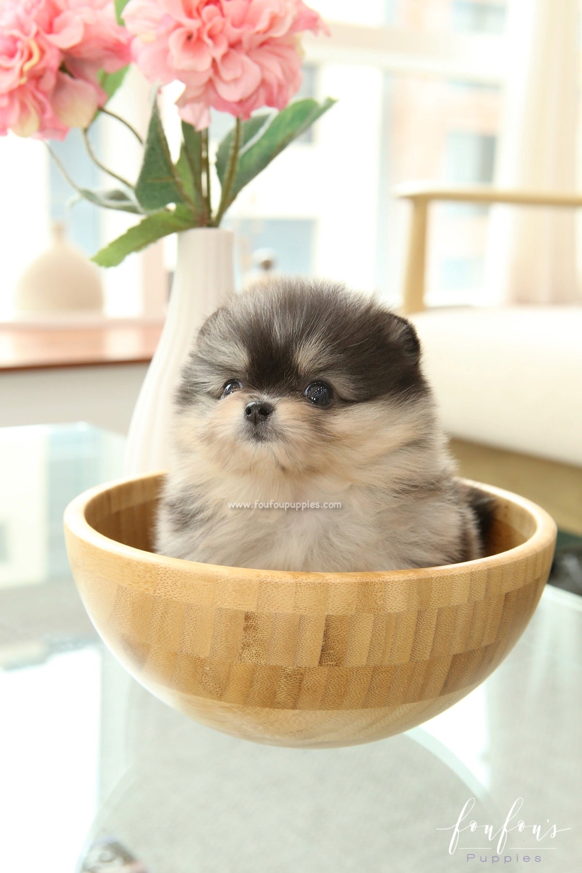 Angel - Pomeranian F.