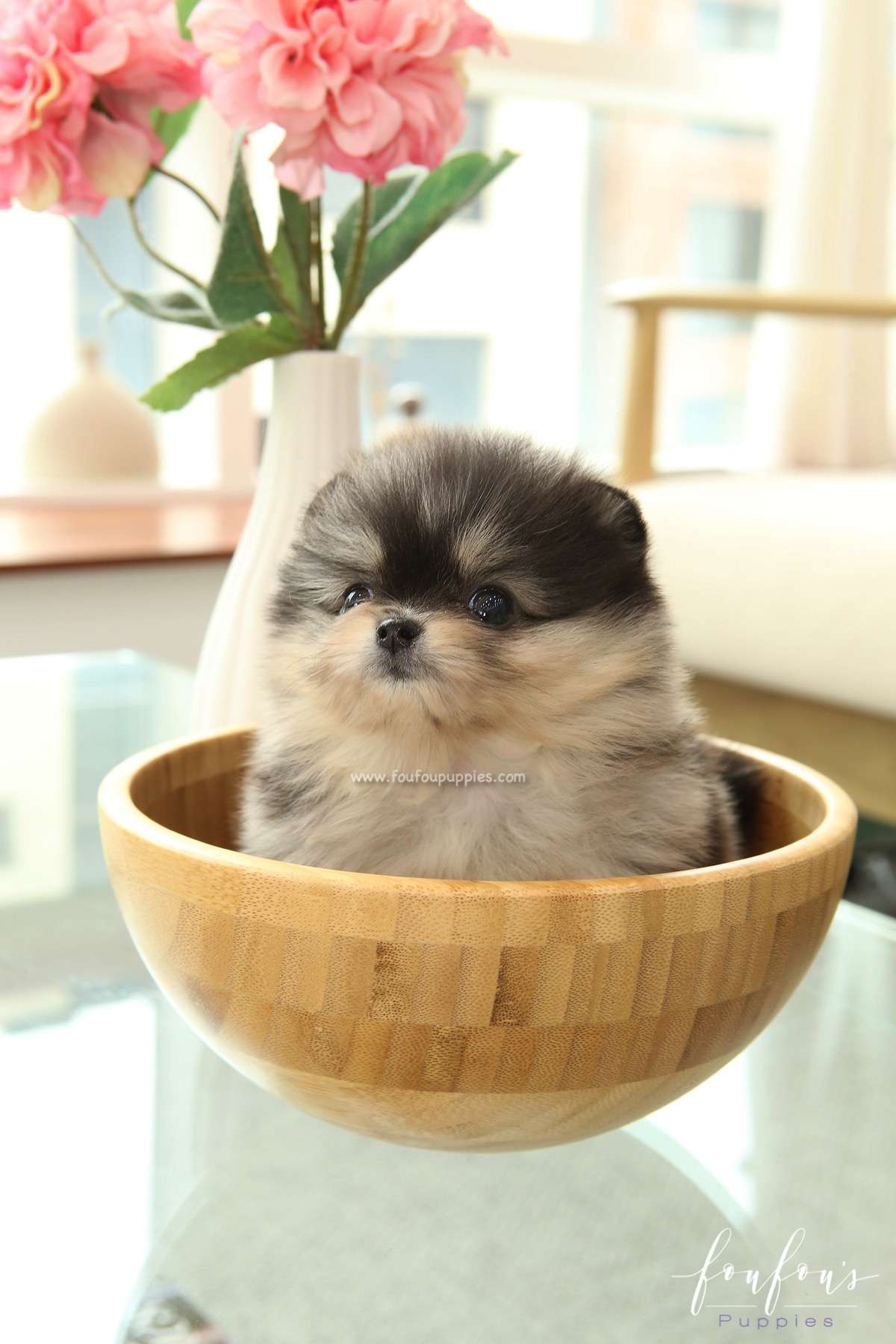 Angel - Pomeranian F.