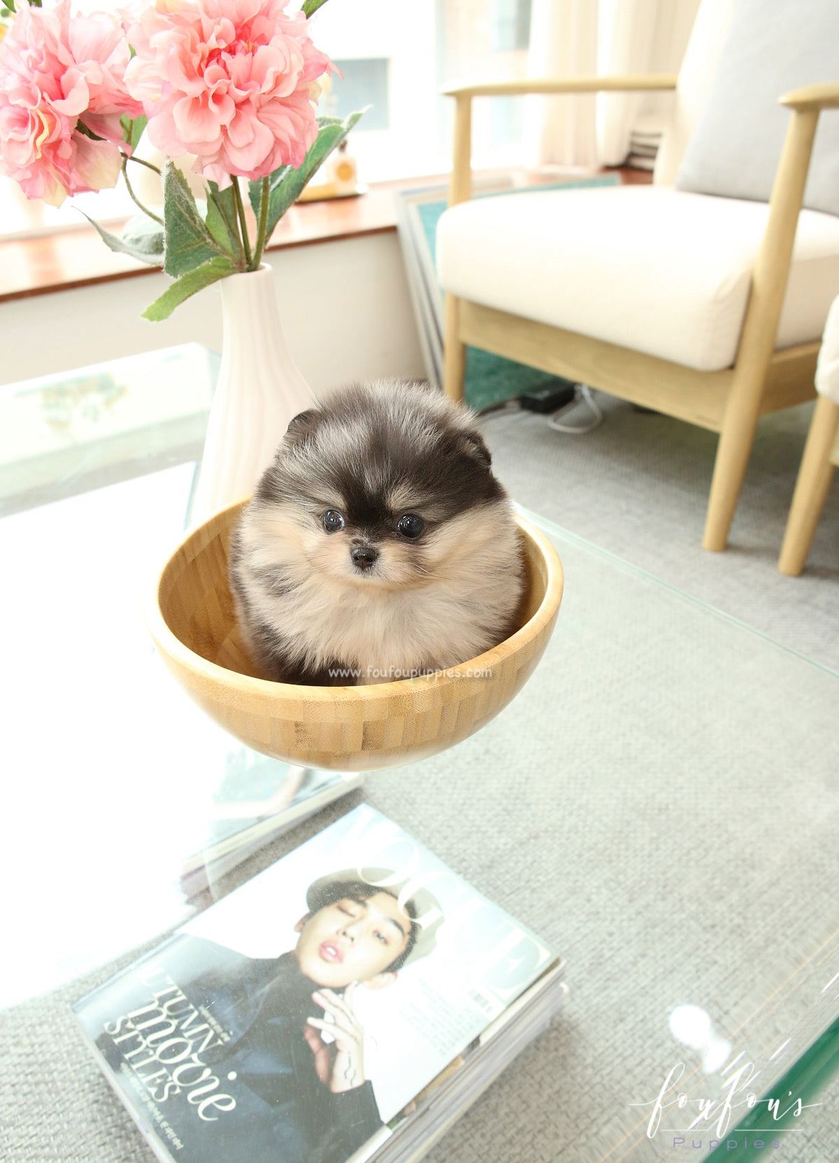 Angel - Pomeranian F.