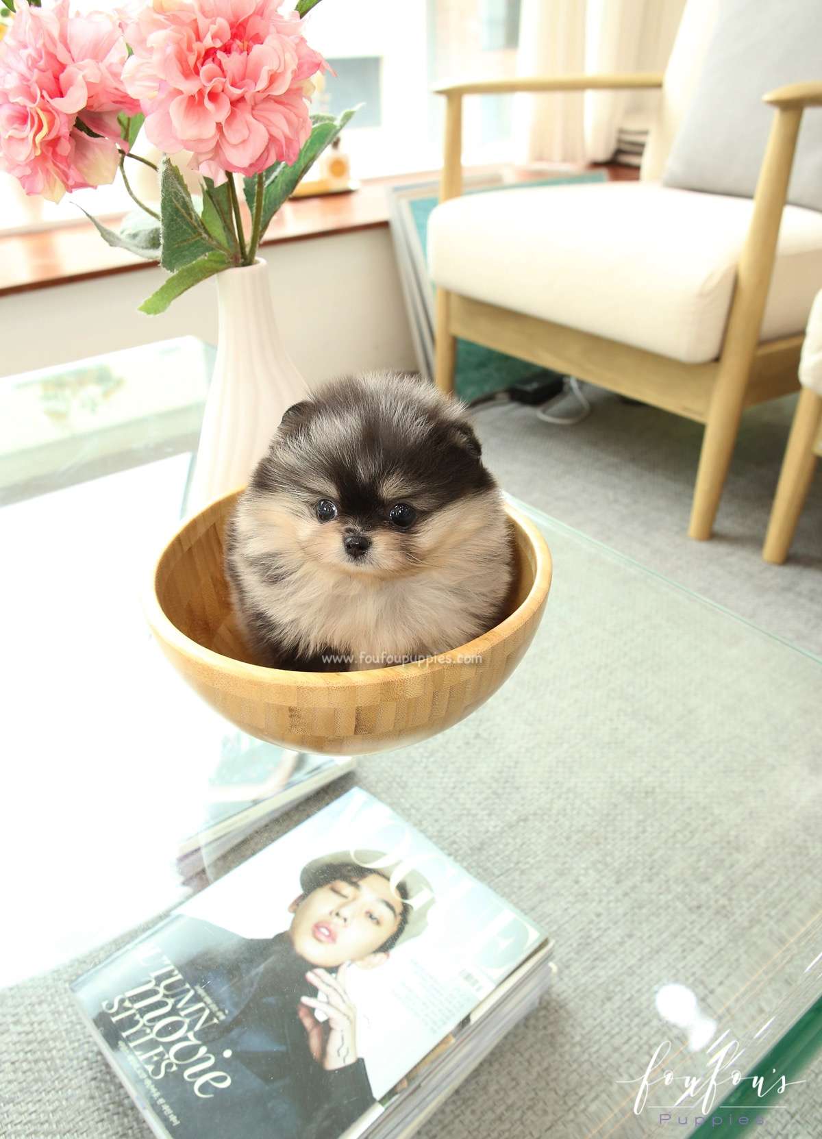 Angel - Pomeranian F.