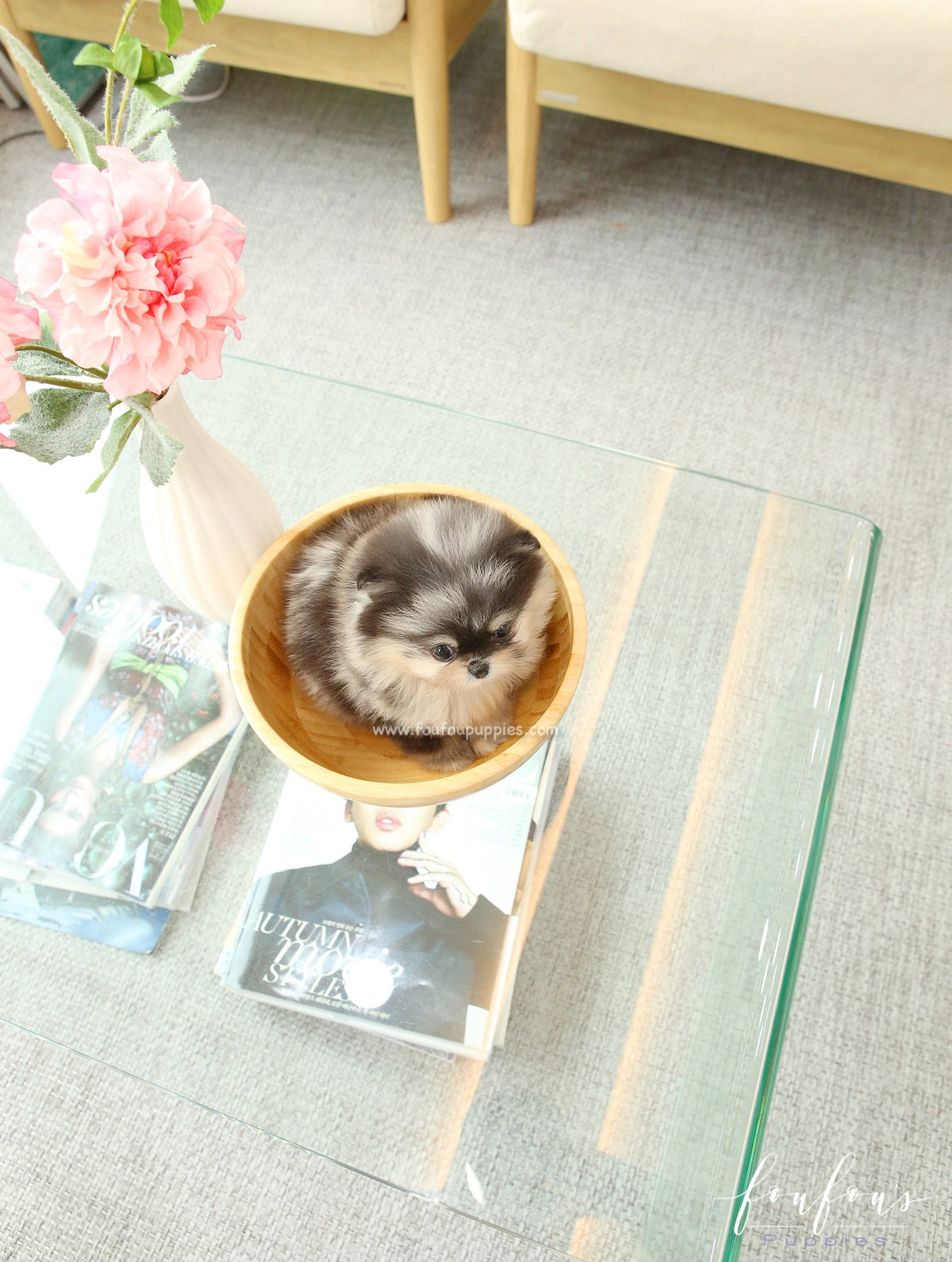 Angel - Pomeranian F.