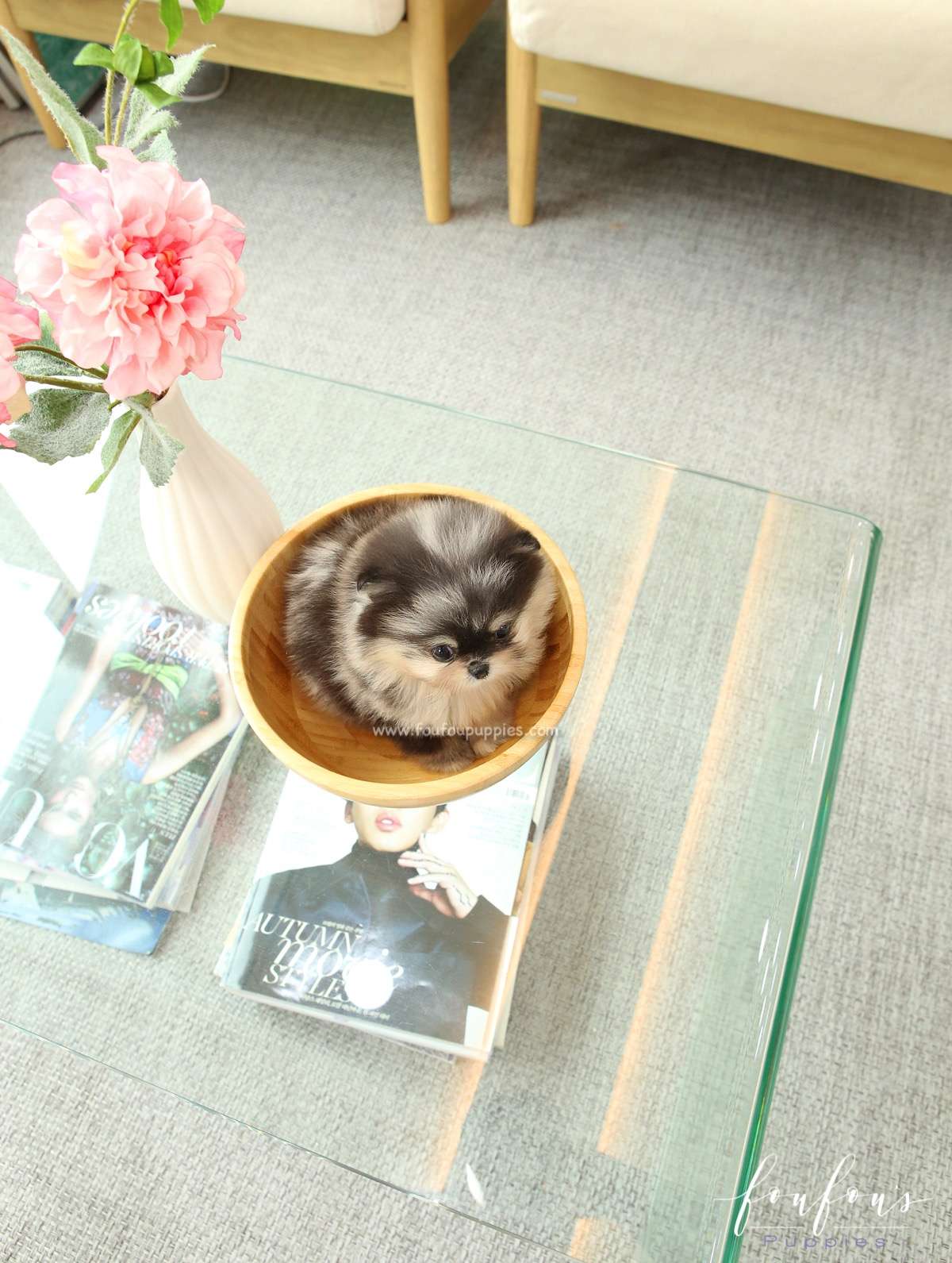 Angel - Pomeranian F.