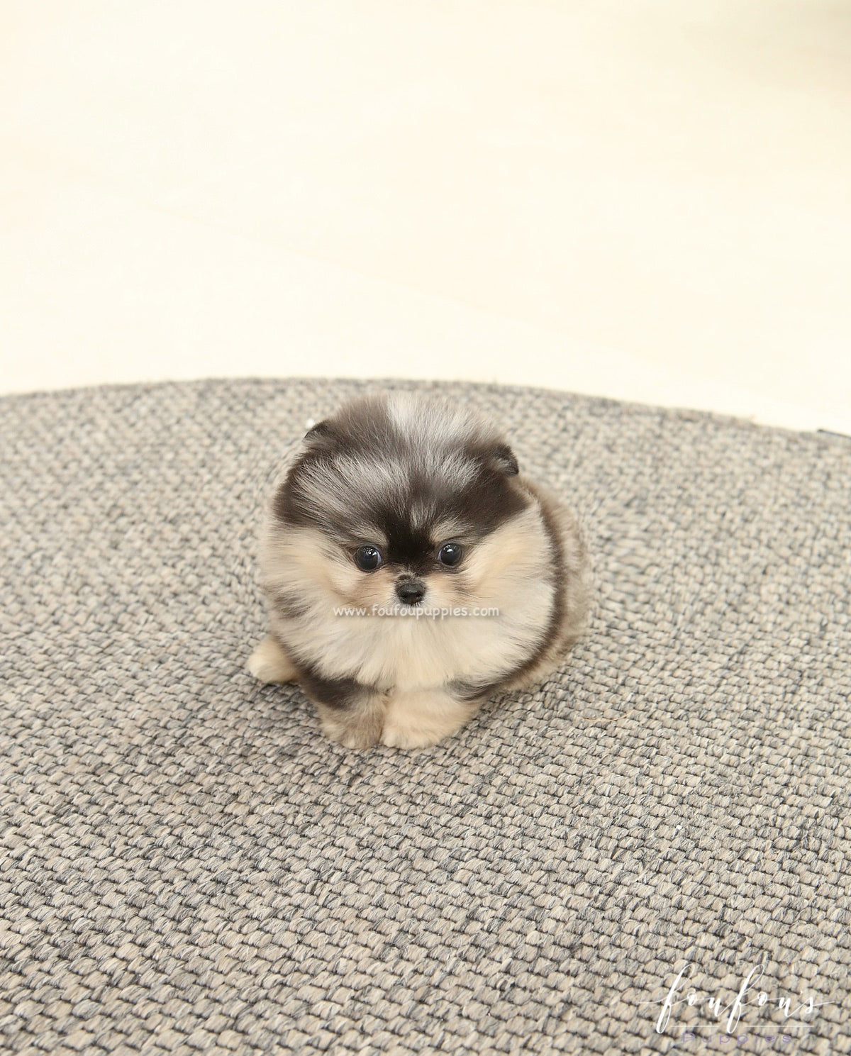 Angel - Pomeranian F.