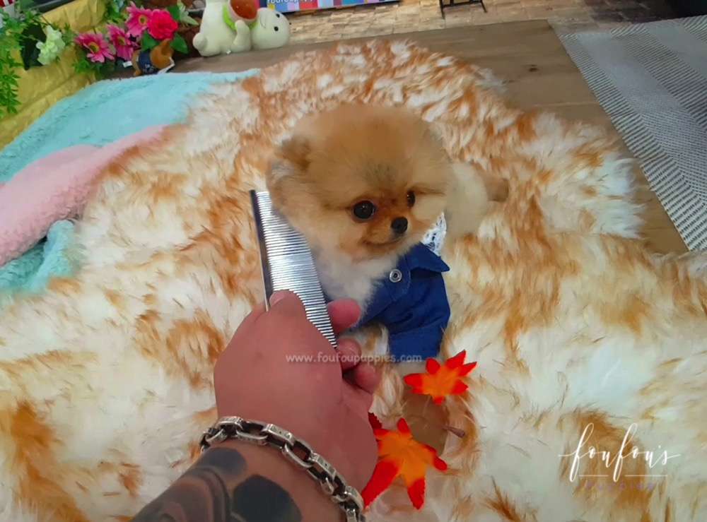 Teddy - Pomeranian M.