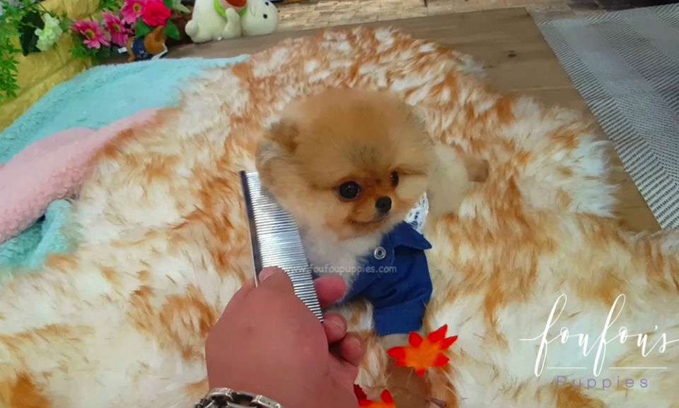Teddy - Pomeranian M.