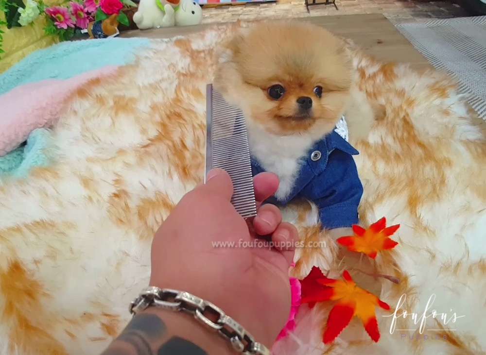 Teddy - Pomeranian M.