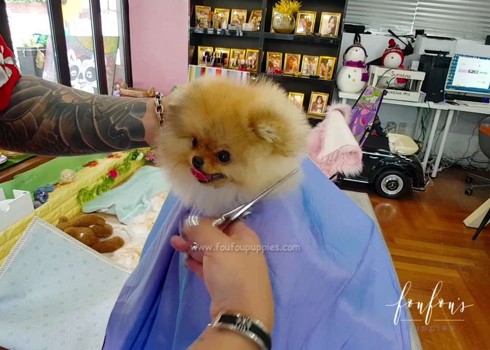 Teddy - Pomeranian M.