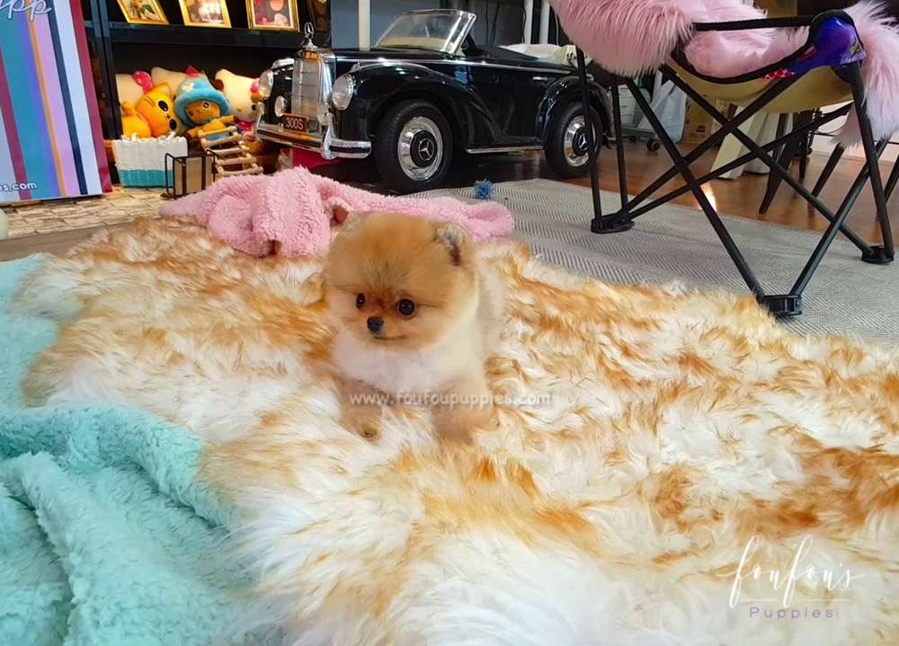 Teddy - Pomeranian M.