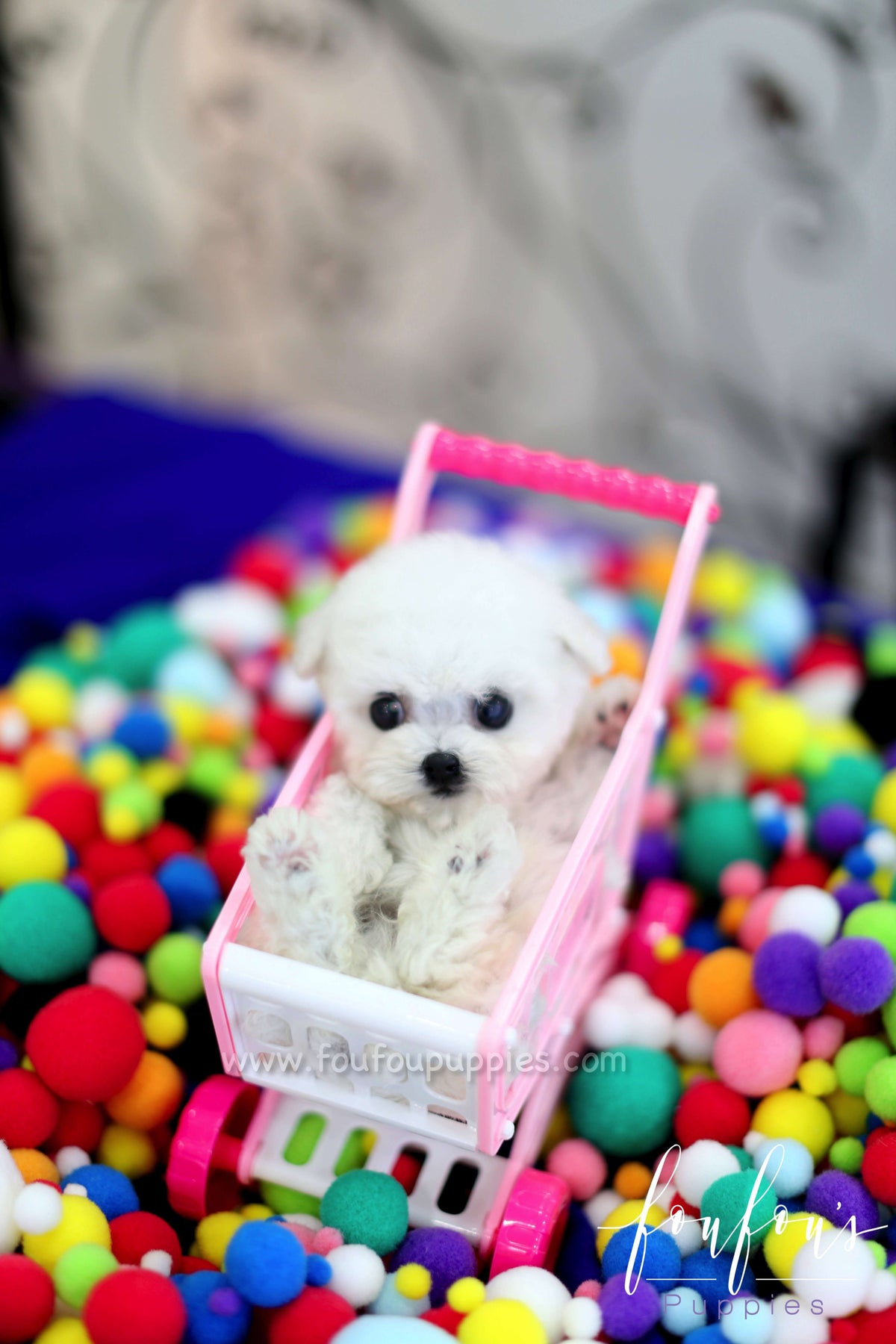 Buttons - Poodle M.