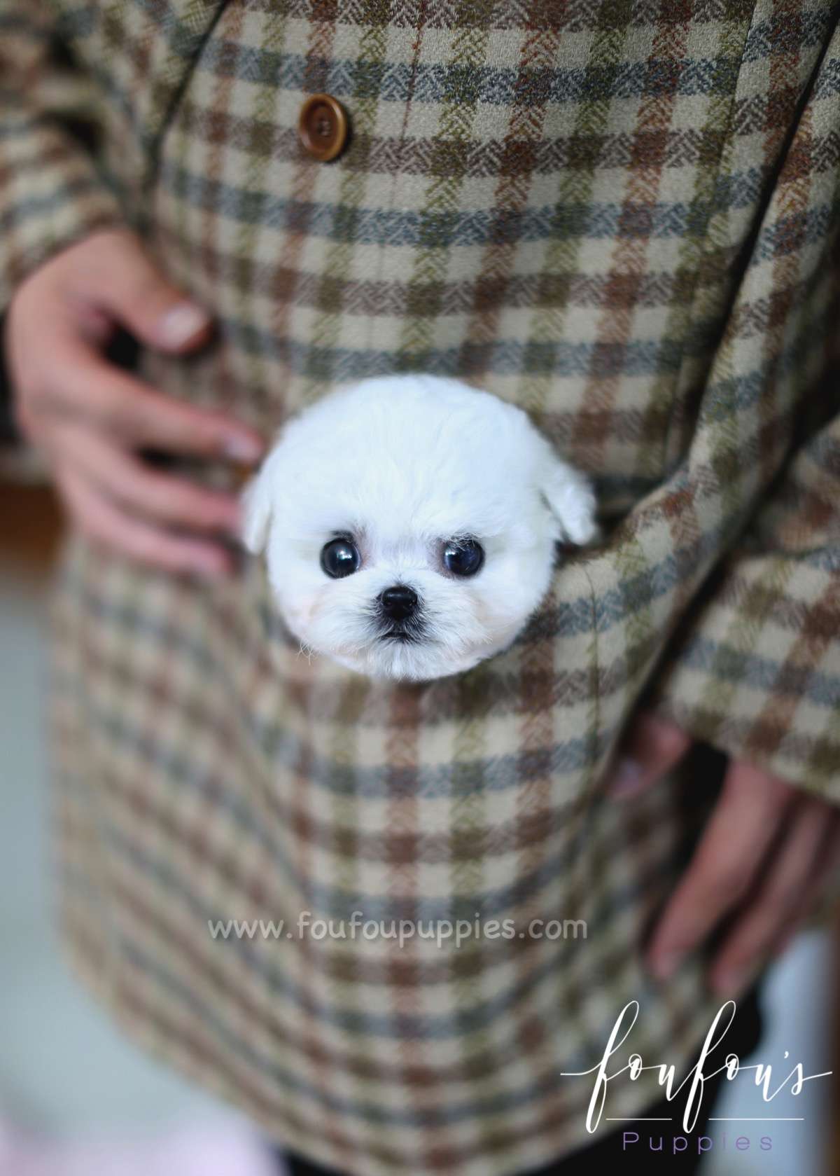 Buttons - Poodle M.