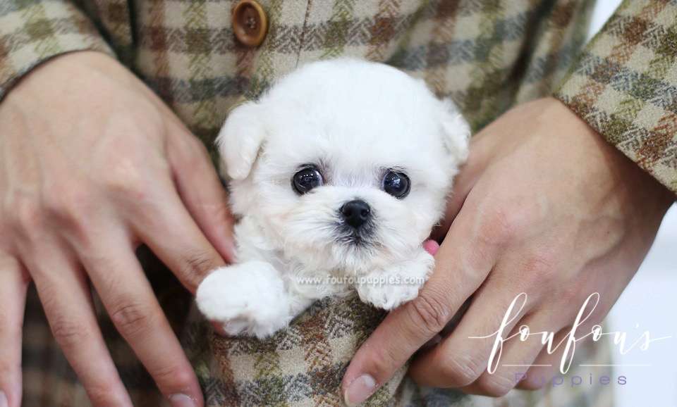 Buttons - Poodle M.