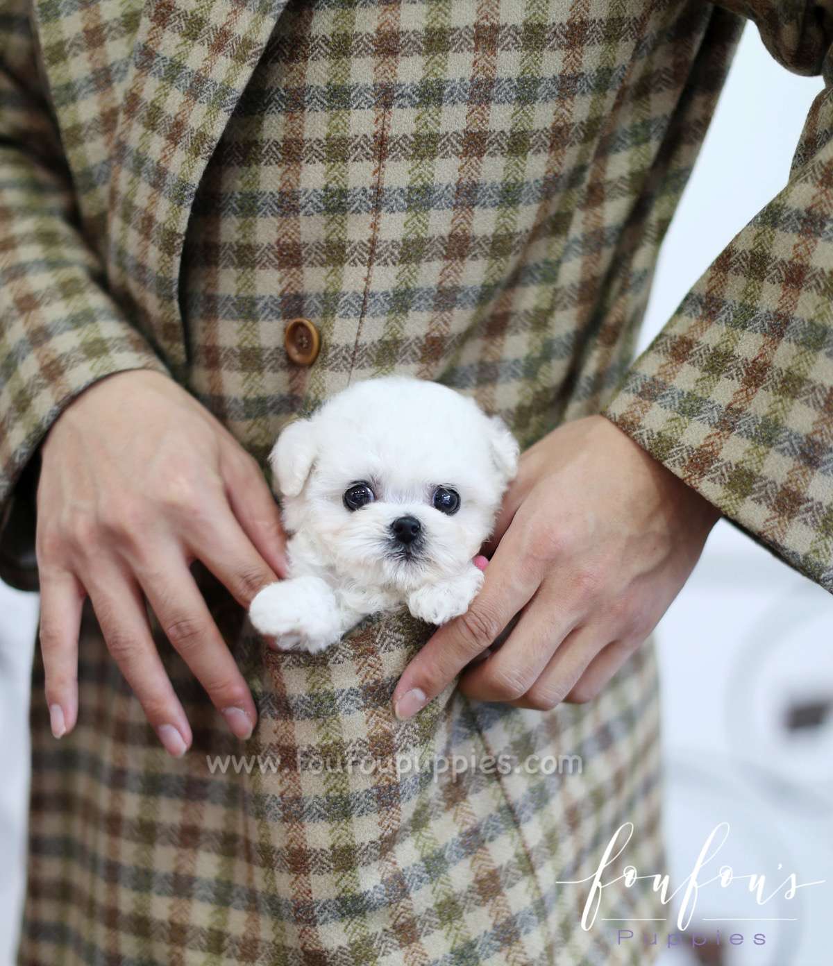 Buttons - Poodle M.