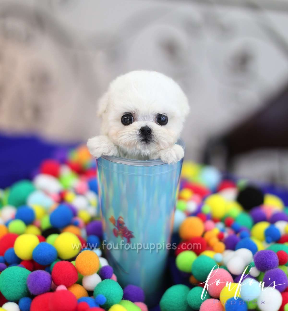 Buttons - Poodle M.