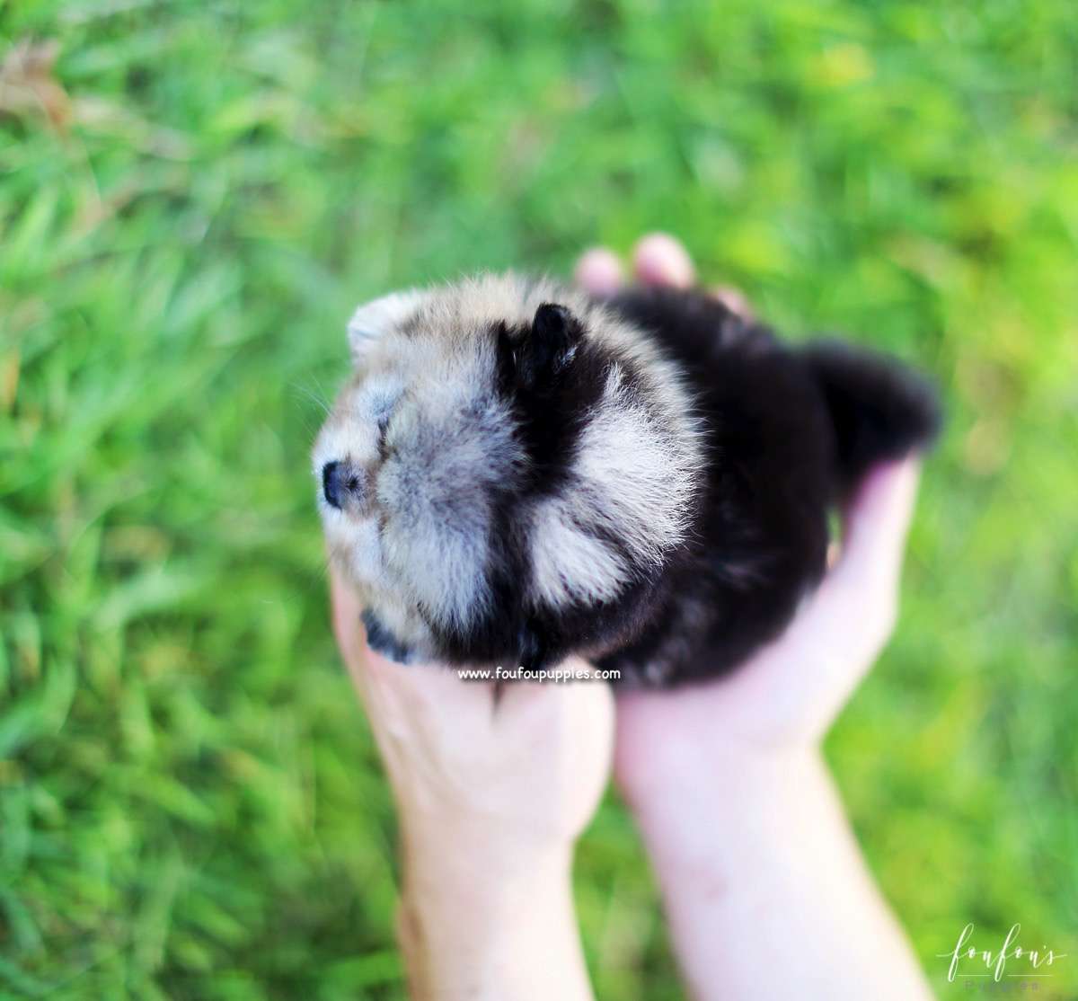 Azula - Pomeranian F.