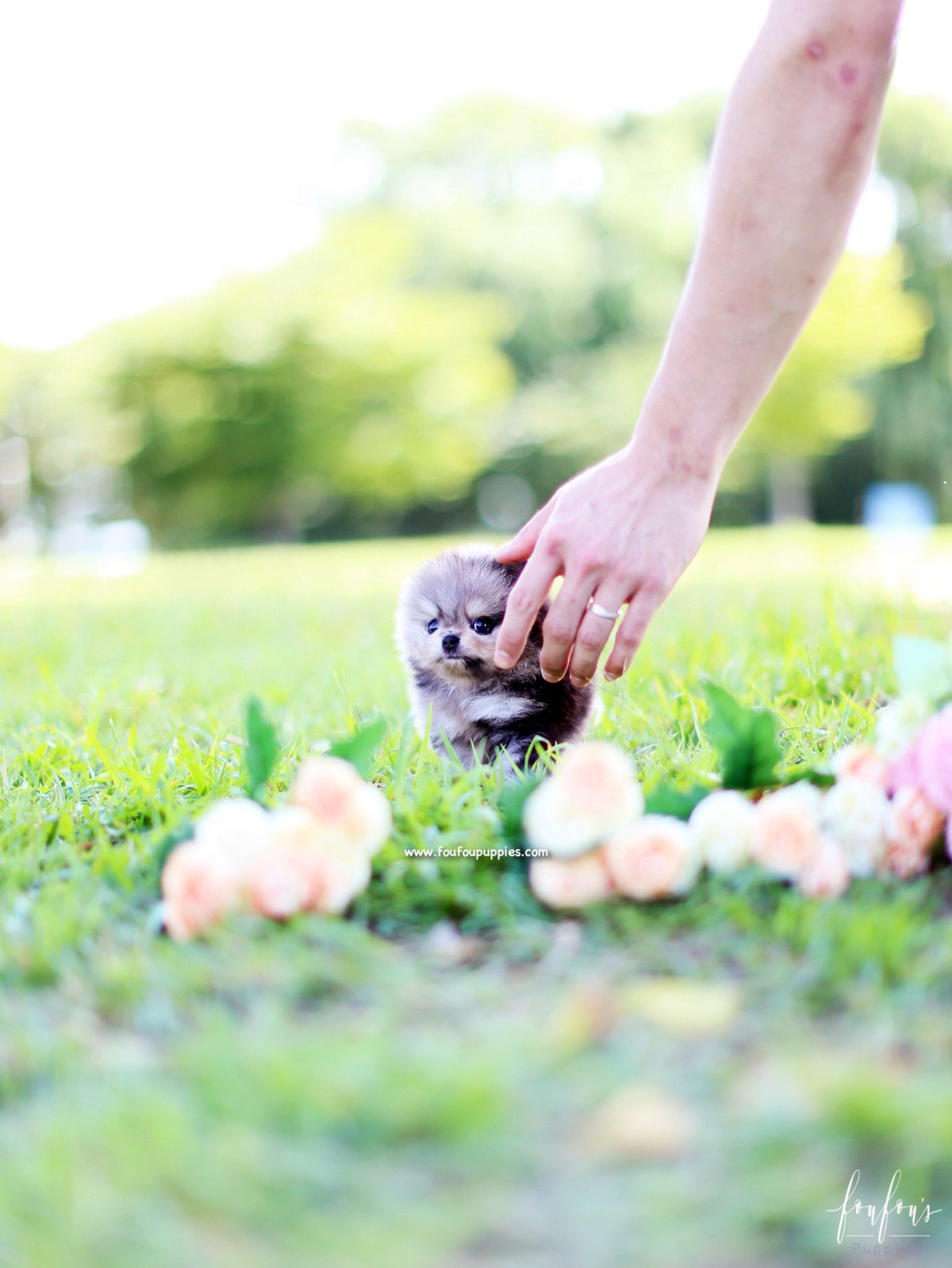 Azula - Pomeranian F.