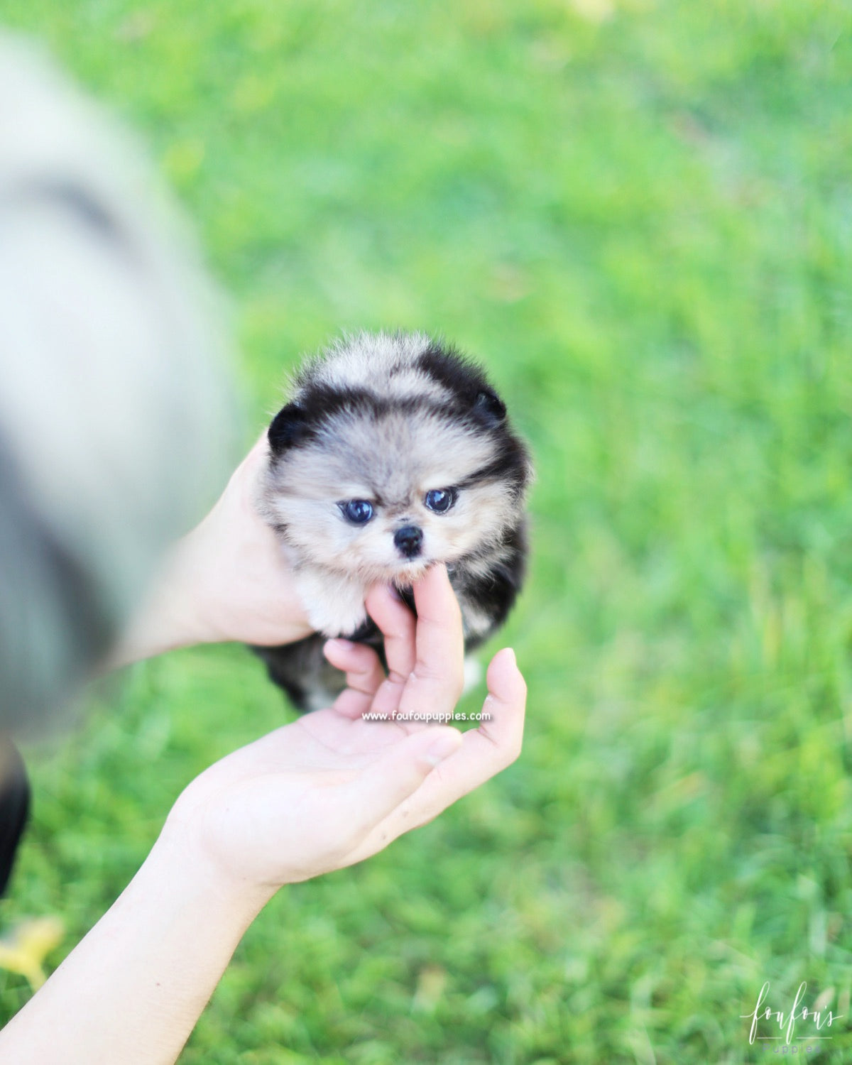 Azula - Pomeranian F.