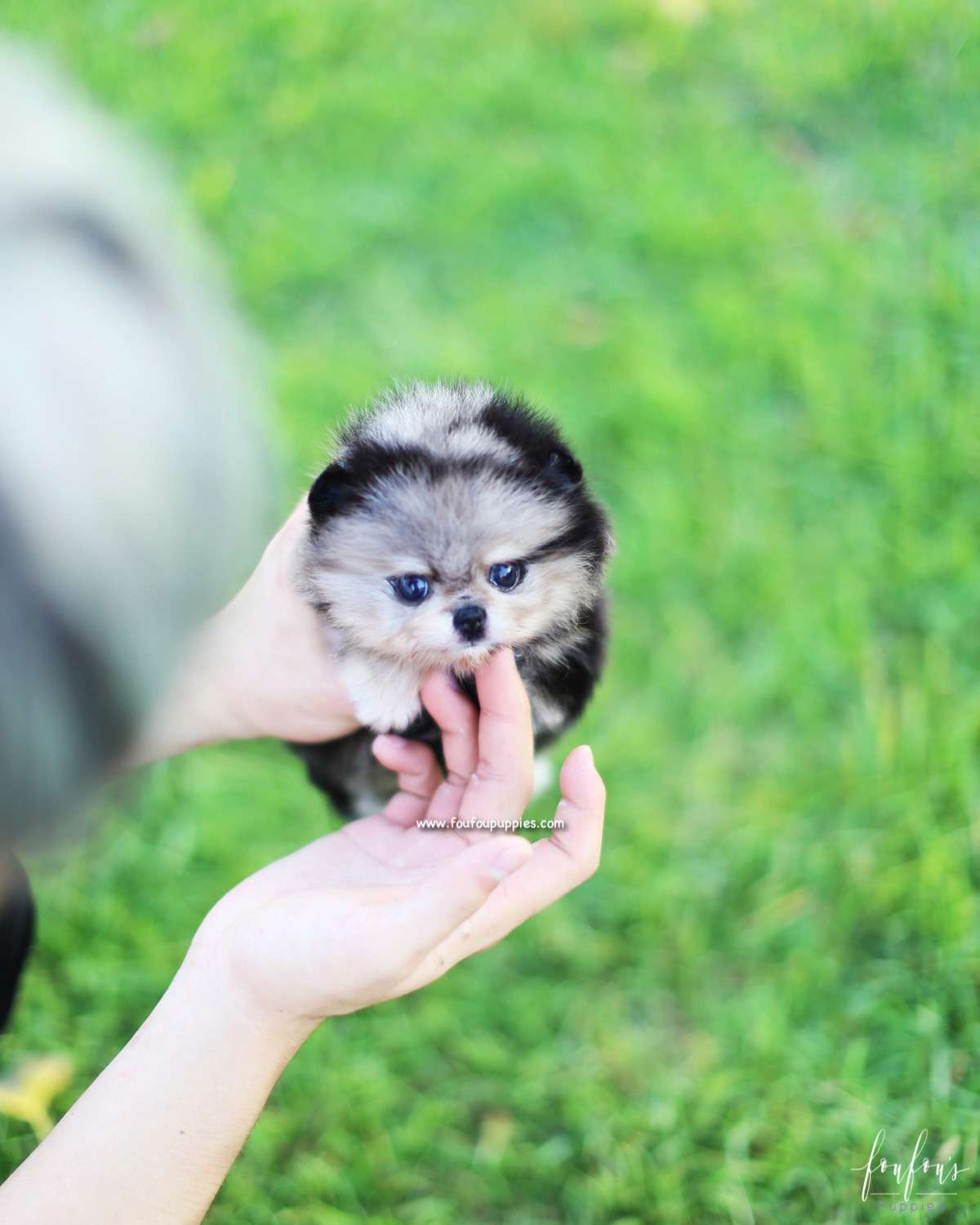 Azula - Pomeranian F.
