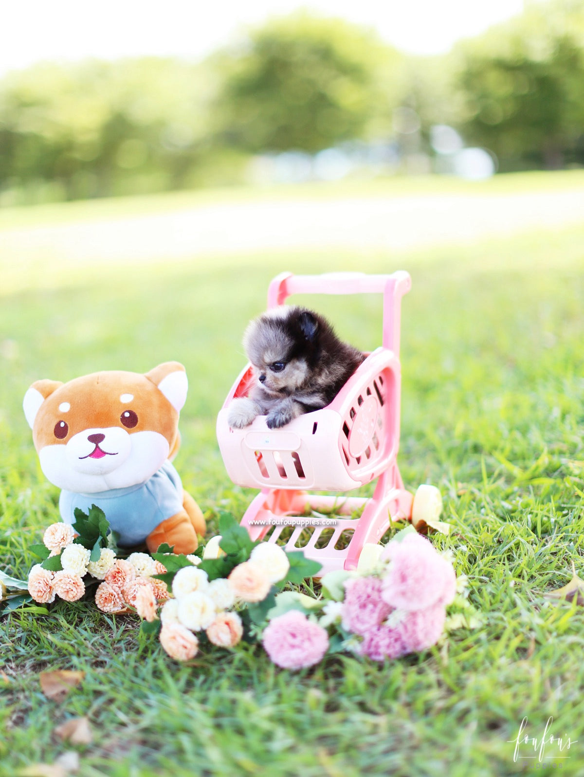 Azula - Pomeranian F.