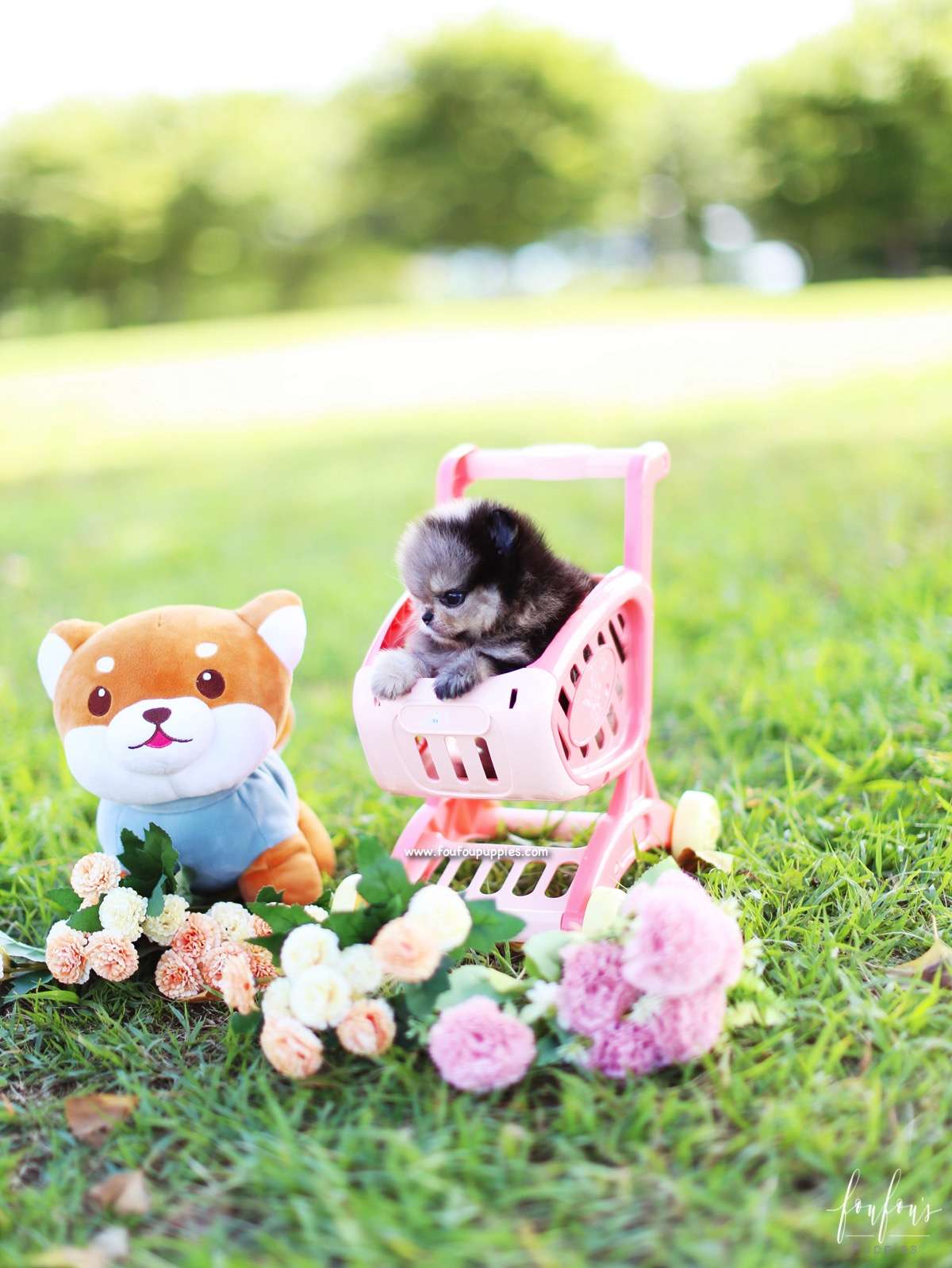 Azula - Pomeranian F.