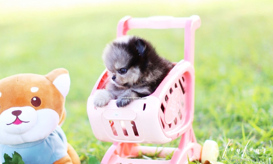 Azula - Pomeranian F.