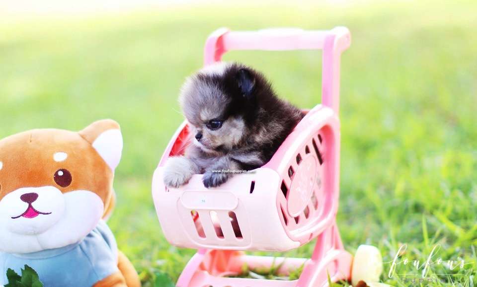 Azula - Pomeranian F.