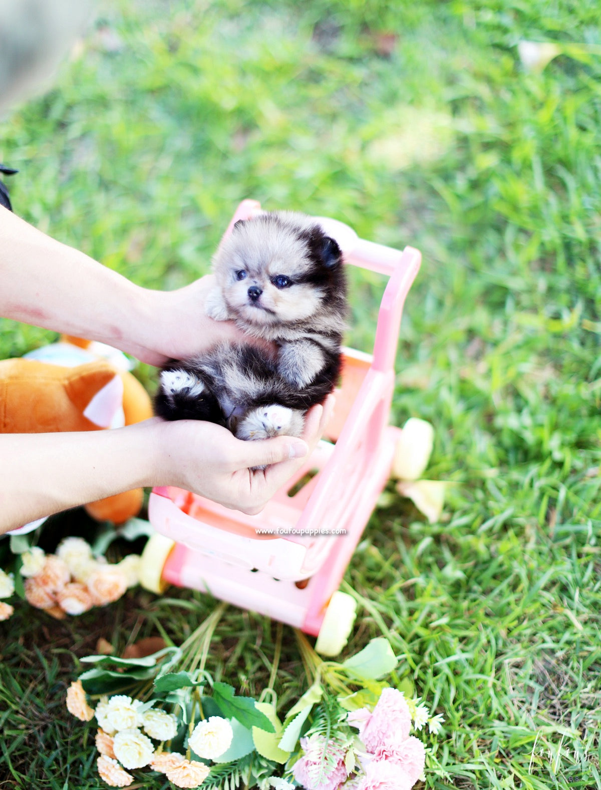 Azula - Pomeranian F.