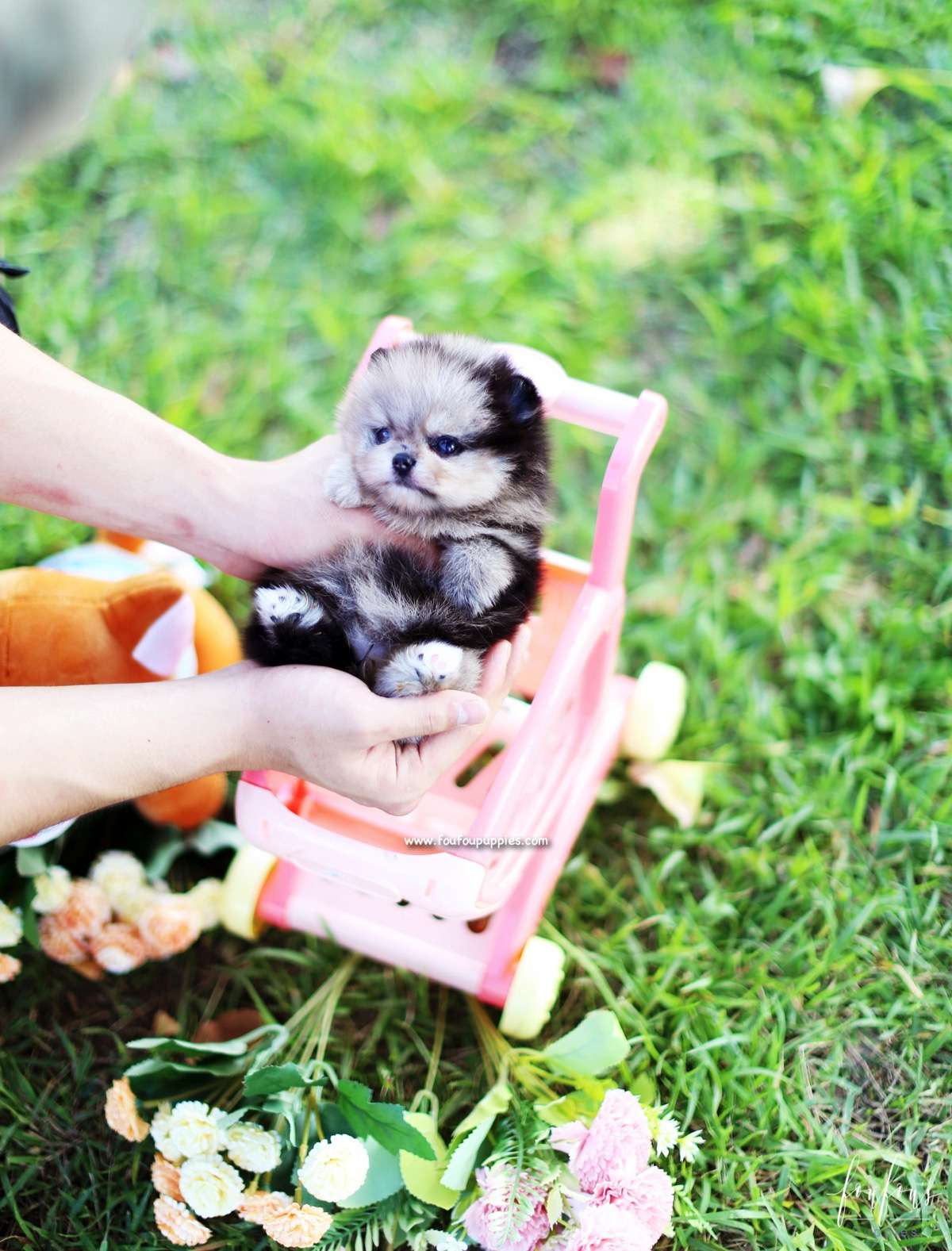 Azula - Pomeranian F.